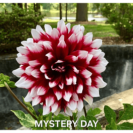 DALIA MYSTERY DAY (TUBERCULO)