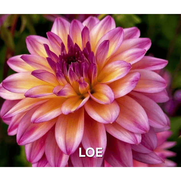 Coleccion Dalias 2026 (tuberculos)