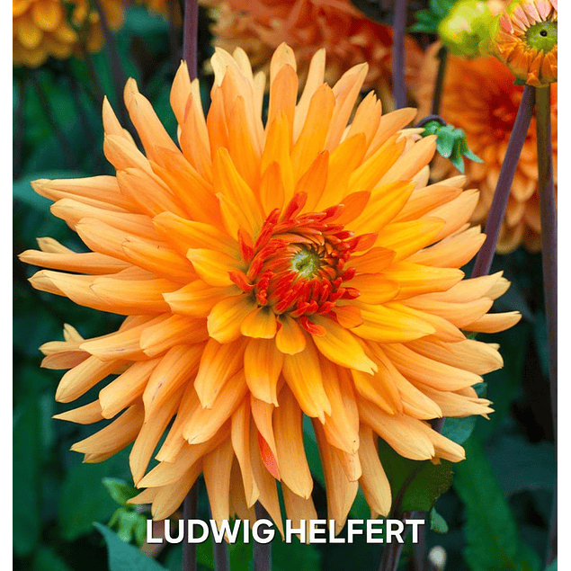 Coleccion Dalias 2026 (tuberculos)