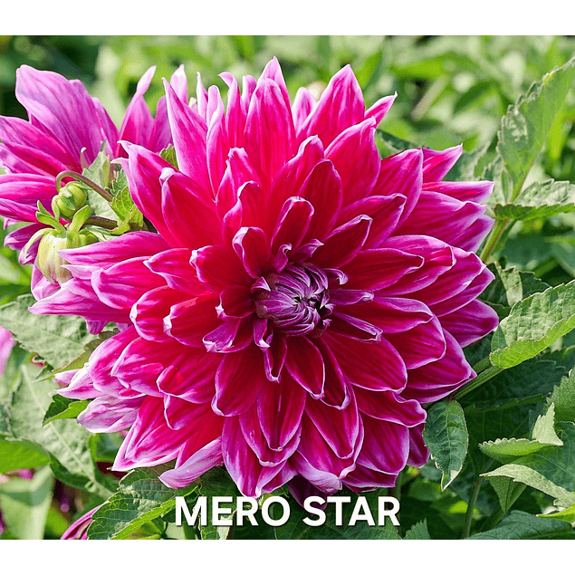 Coleccion Dalias 2026 (tuberculos)