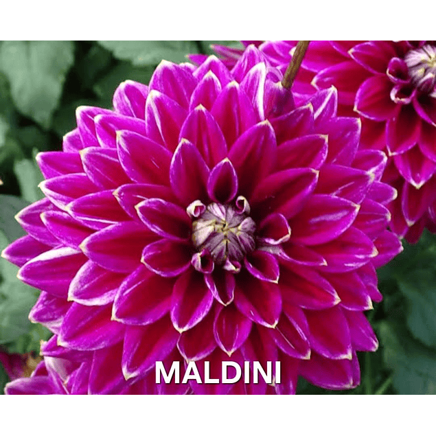 Coleccion Dalias 2026 (tuberculos)