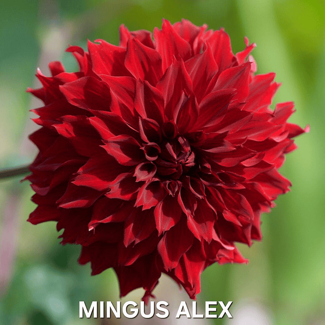 Coleccion Dalias 2026 (tuberculos)