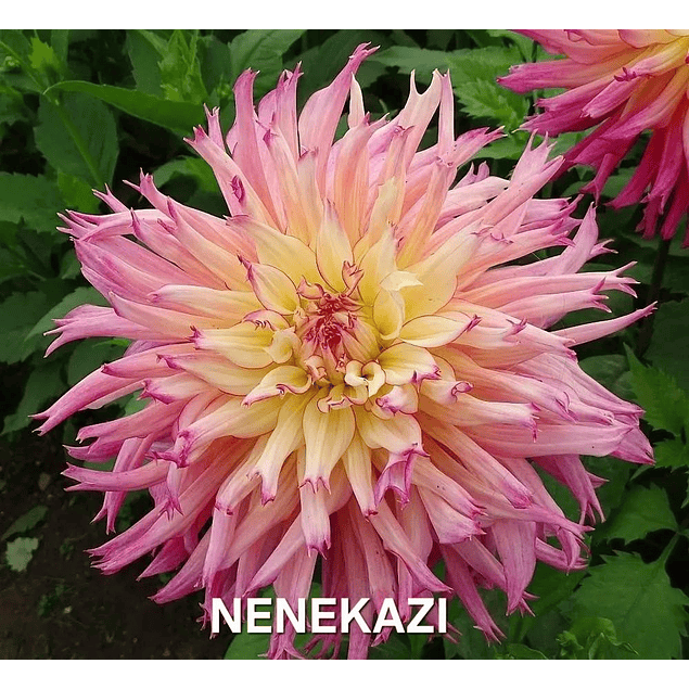 Coleccion Dalias 2026 (tuberculos)