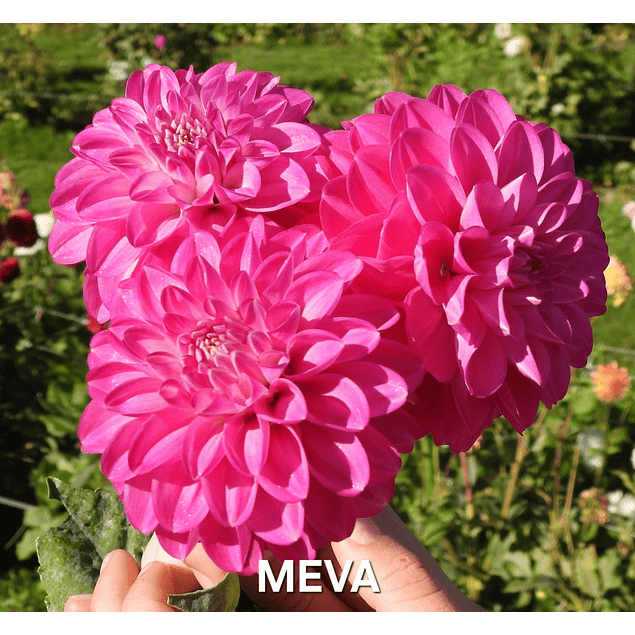 Coleccion Dalias 2026 (tuberculos)