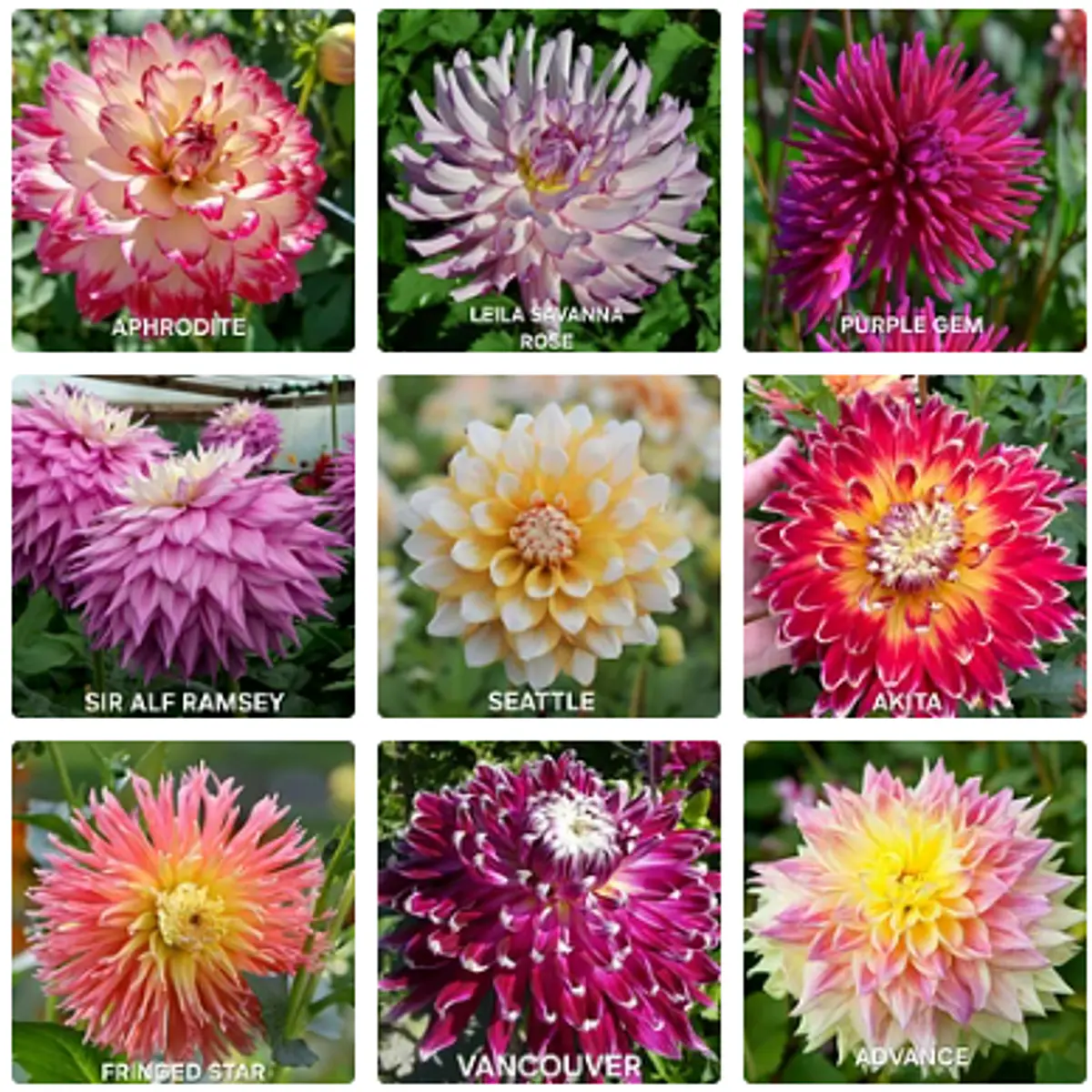 Coleccion Dalias 2026 (tuberculos)
