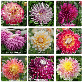Coleccion Dalias 2026 (tuberculos)