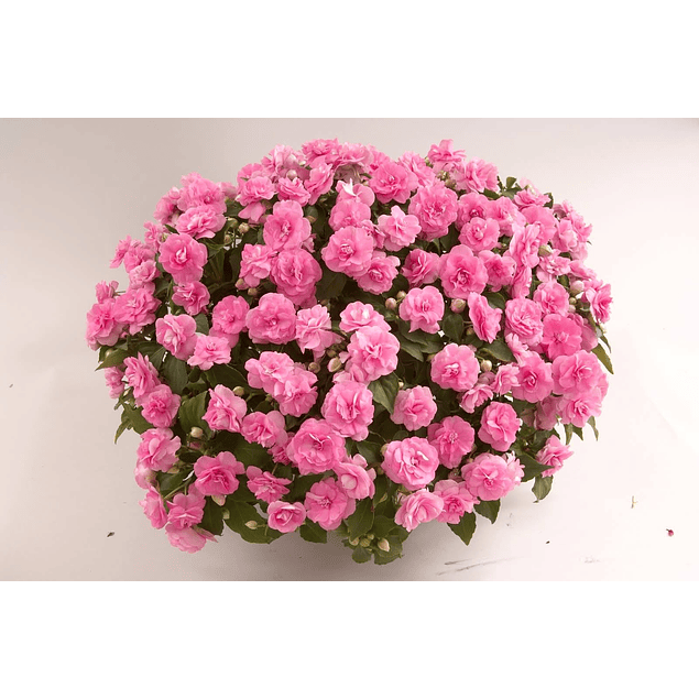 Alegrias del Hogar Dobles (Plantines)