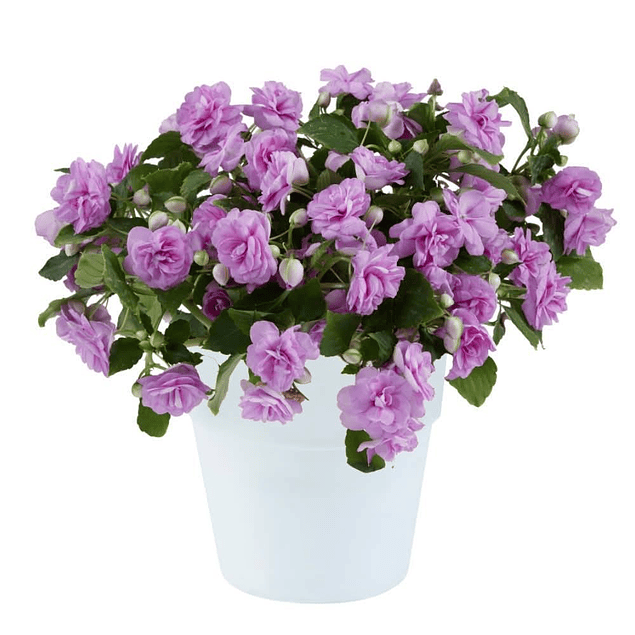 Alegrias del Hogar Dobles (Plantines)