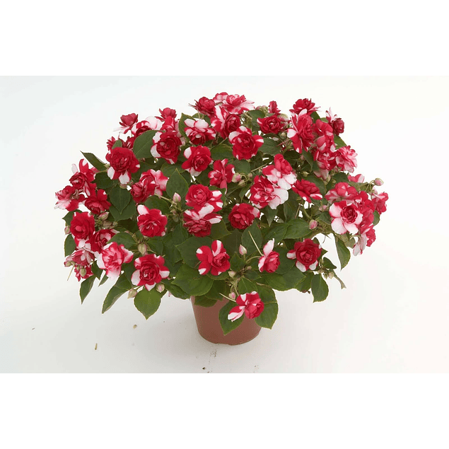 Alegrias del Hogar Dobles (Plantines)