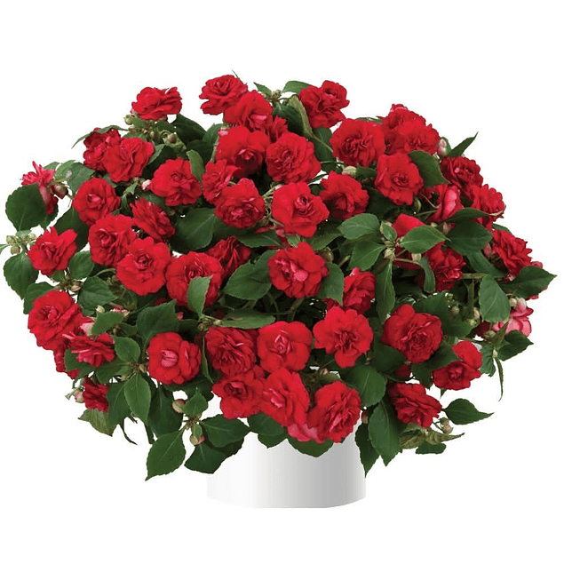 Alegrias del Hogar Dobles (Plantines)