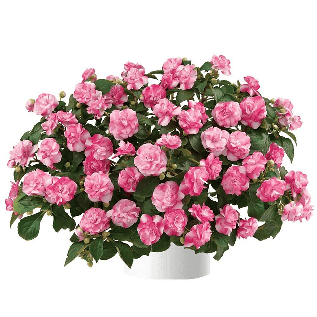 Alegrias del Hogar Dobles (Plantines)