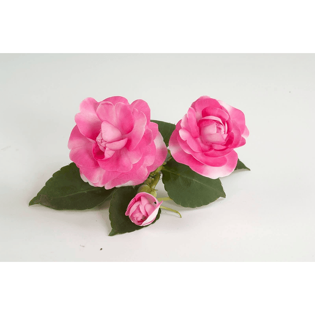 Alegrias del Hogar Dobles (Plantines)