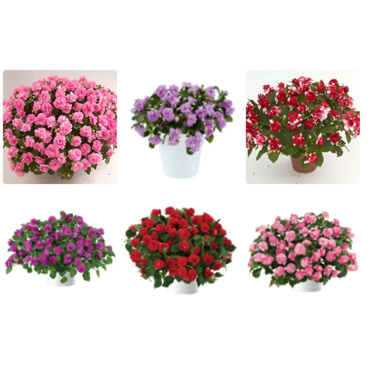 Alegrias del Hogar Dobles (Plantines)