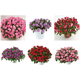 Alegrias del Hogar Dobles (Plantines)