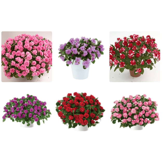 Alegrias del Hogar Dobles (Plantines)