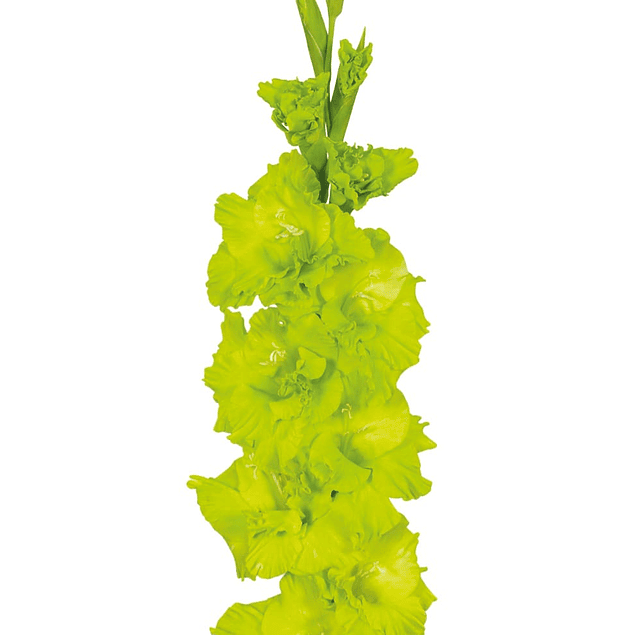 Gladiolos Oferta Diciembre (cormos)