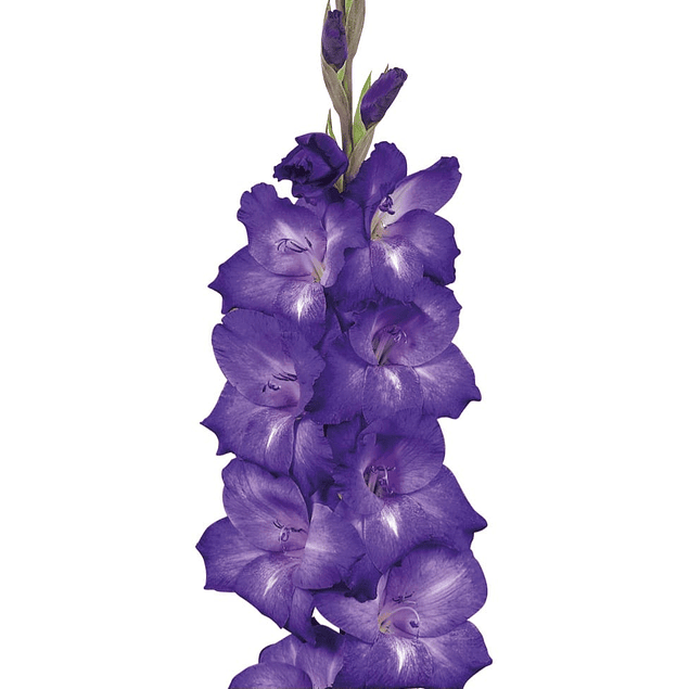 Gladiolos Oferta Diciembre (cormos)