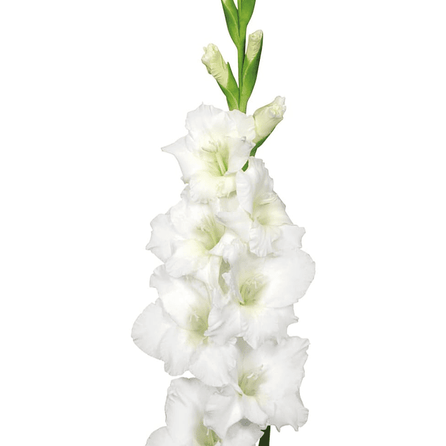 Gladiolos Oferta Diciembre (cormos)