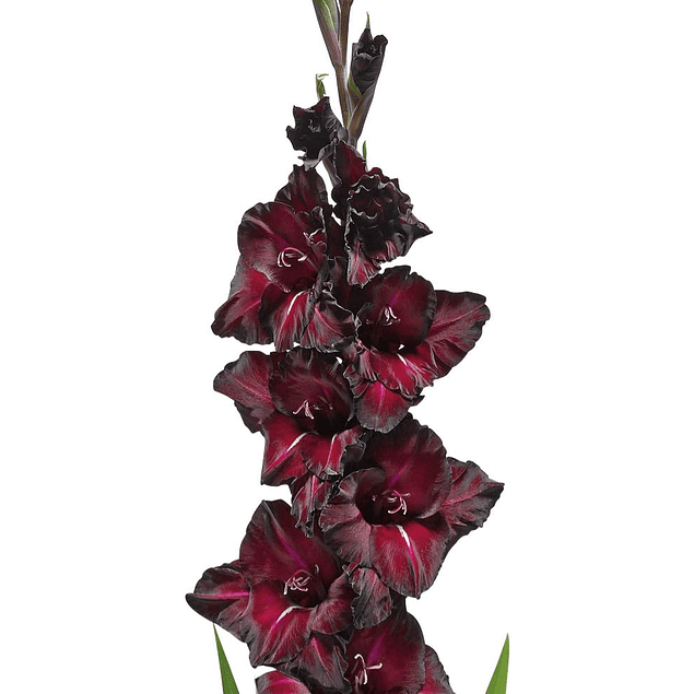 Gladiolos Oferta Diciembre (cormos)