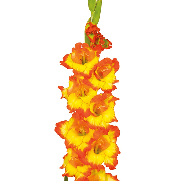 Gladiolos Oferta Diciembre (cormos)