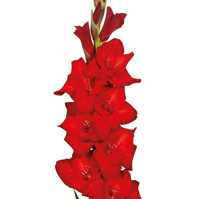 Gladiolos Oferta Diciembre (cormos)