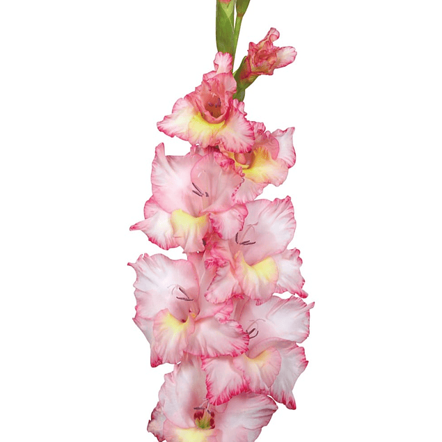 Gladiolos Oferta Diciembre (cormos)