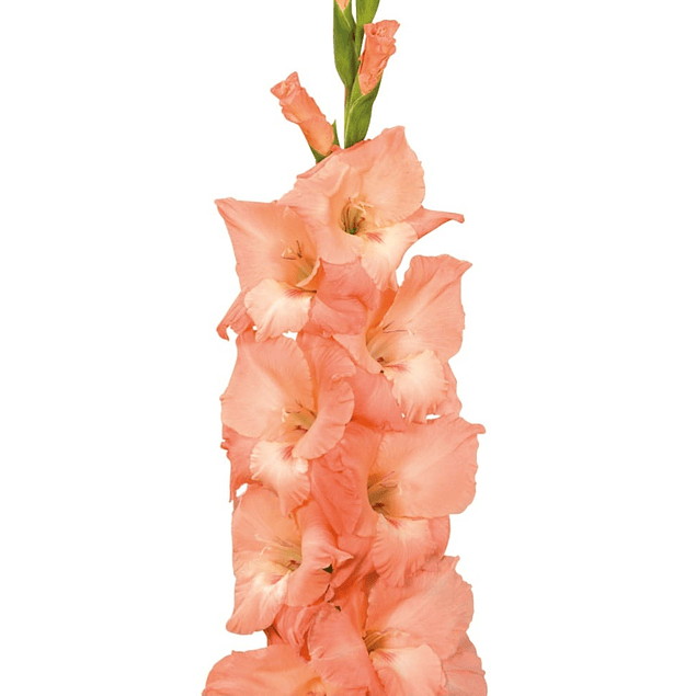 Gladiolos Oferta Diciembre (cormos)