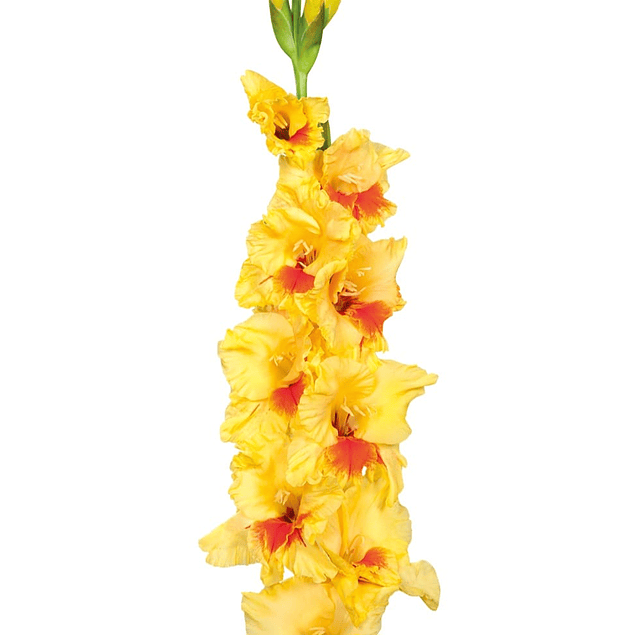 Gladiolos Oferta Diciembre (cormos)