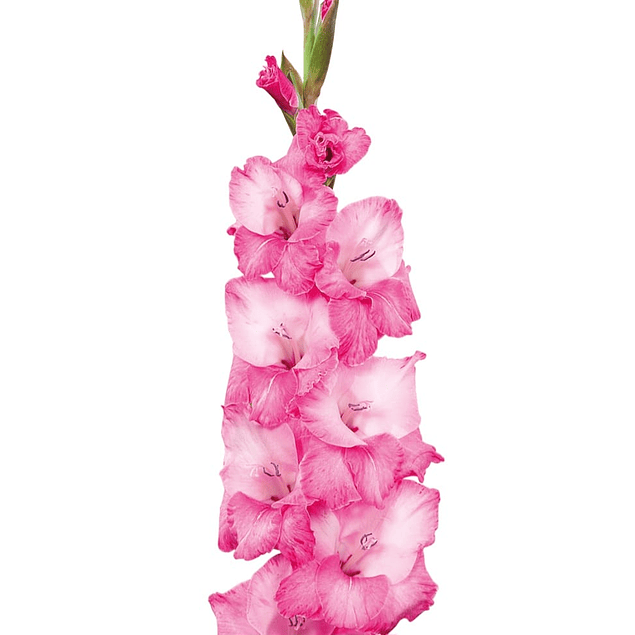 Gladiolos Oferta Diciembre (cormos)