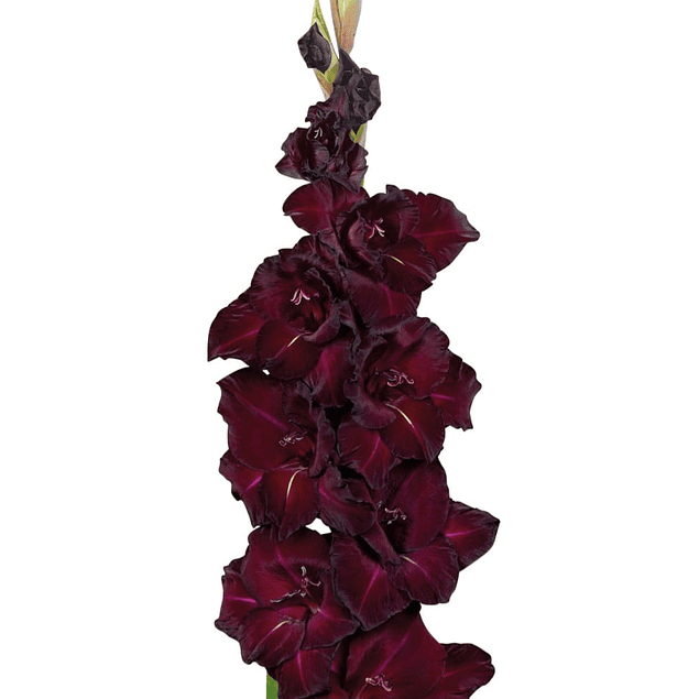 Gladiolos Oferta Diciembre (cormos)