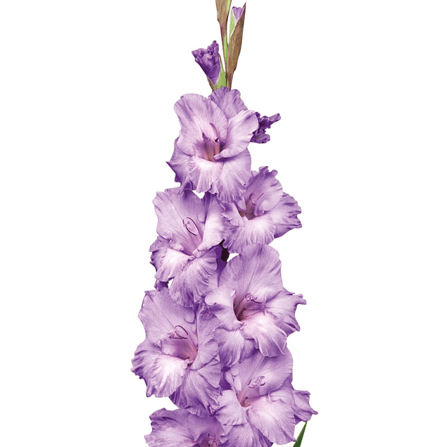 Gladiolos Oferta Diciembre (cormos)