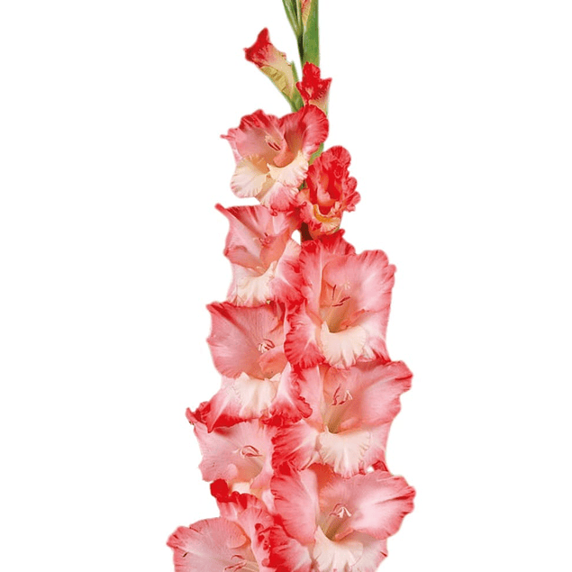 Gladiolos Oferta Diciembre (cormos)