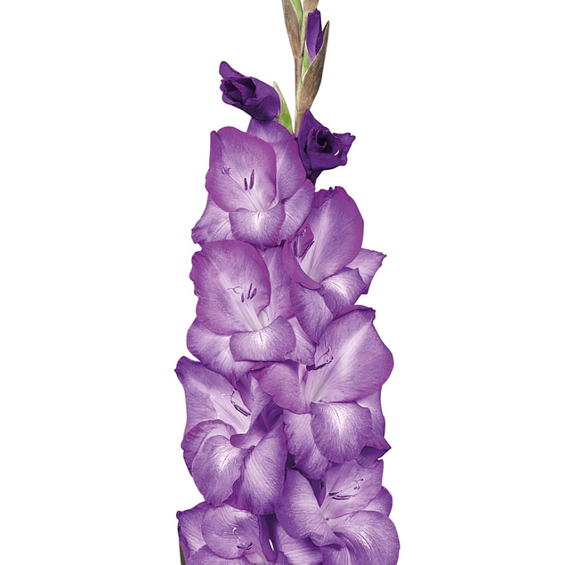 Gladiolos Oferta Diciembre (cormos)