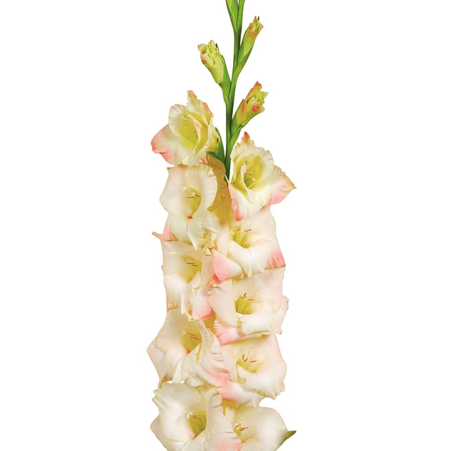 Gladiolos Oferta Diciembre (cormos)