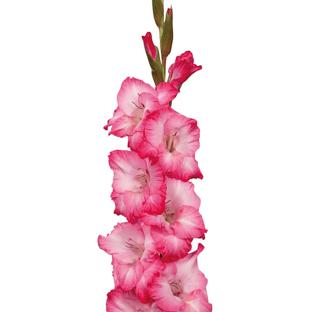 Gladiolos Oferta Diciembre (cormos)