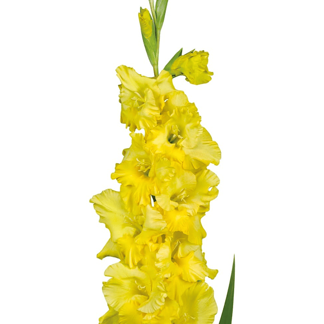 Gladiolos Oferta Diciembre (cormos)