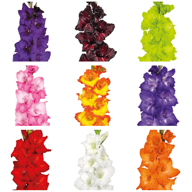 Gladiolos Oferta Diciembre (cormos)