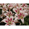 Mix Liliums (Bulbos)