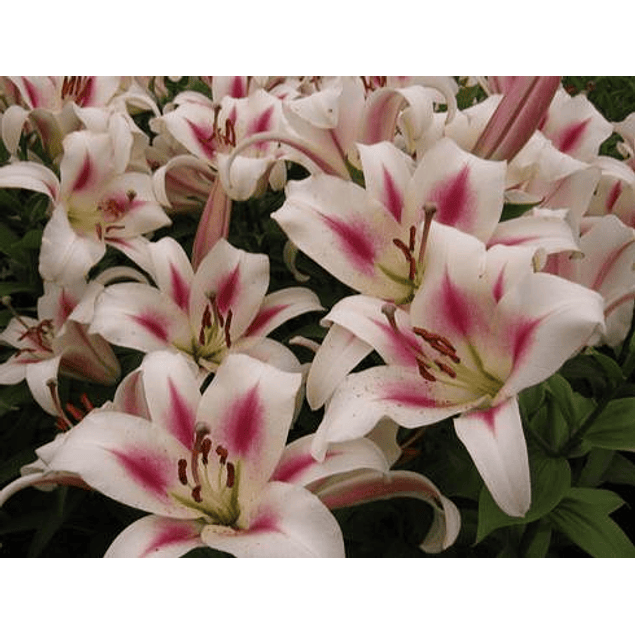 Mix Liliums (Bulbos)