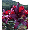 Mix Liliums (Bulbos)