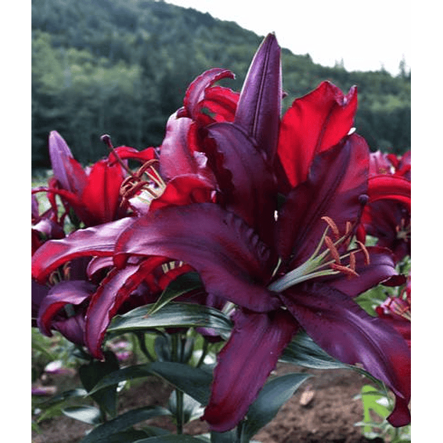 Mix Liliums (Bulbos)