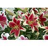 Mix Liliums (Bulbos)