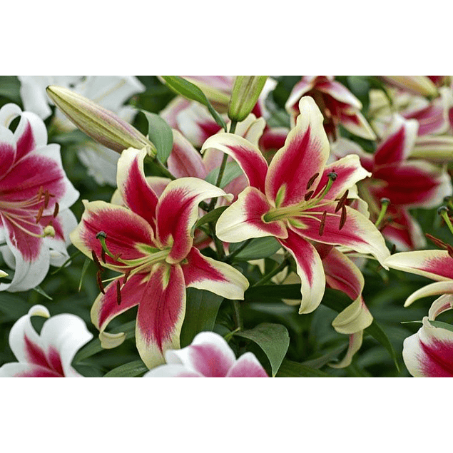 Mix Liliums (Bulbos)