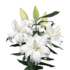 Mix Liliums (Bulbos)