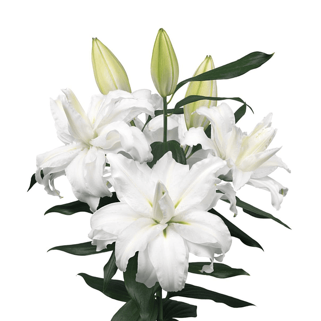 Mix Liliums (Bulbos)