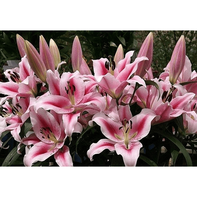 Mix Liliums (Bulbos)