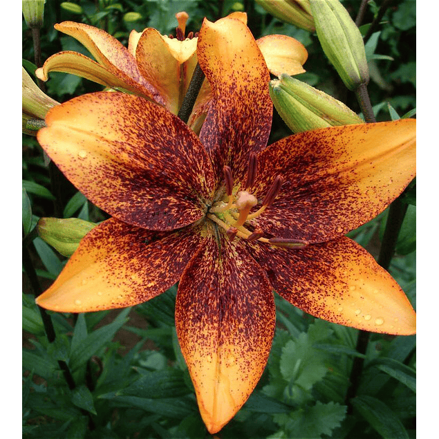 Mix Liliums (Bulbos)