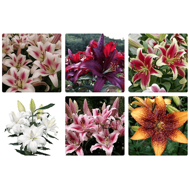 Mix Liliums (Bulbos)