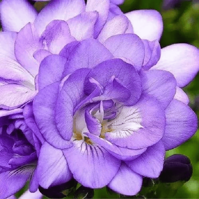 Fresias Dobles 2026 (bulbos)