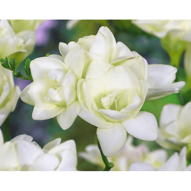 Fresias Dobles 2026 (bulbos)